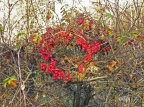 Autumn Wreath in Surrey hedgerow Alan Prowse